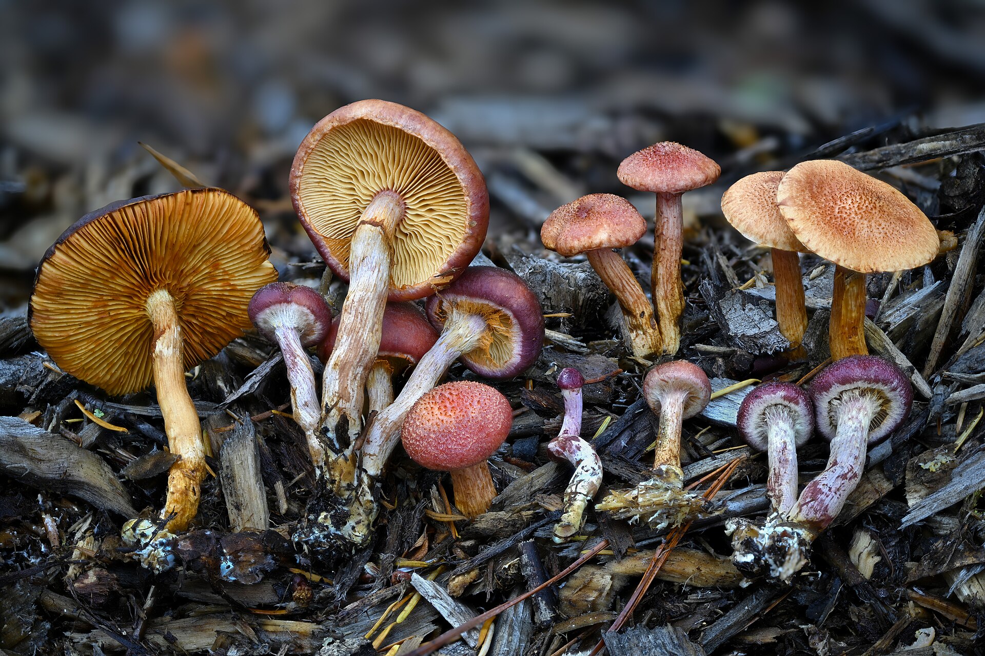 Yellow-gilled Gymnopilus (Gymnopilus luteofolius)