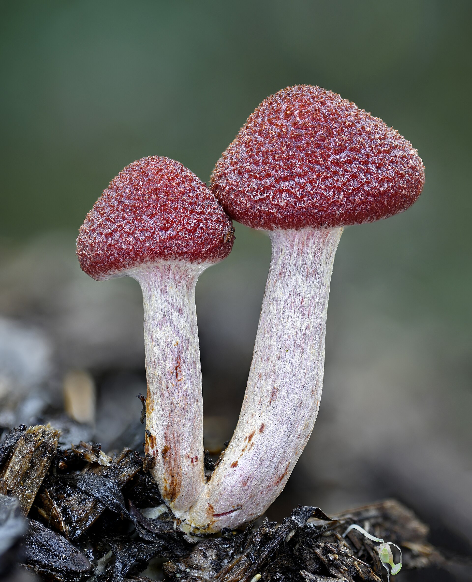 Yellow-gilled Gymnopilus (Gymnopilus luteofolius) wild specimen