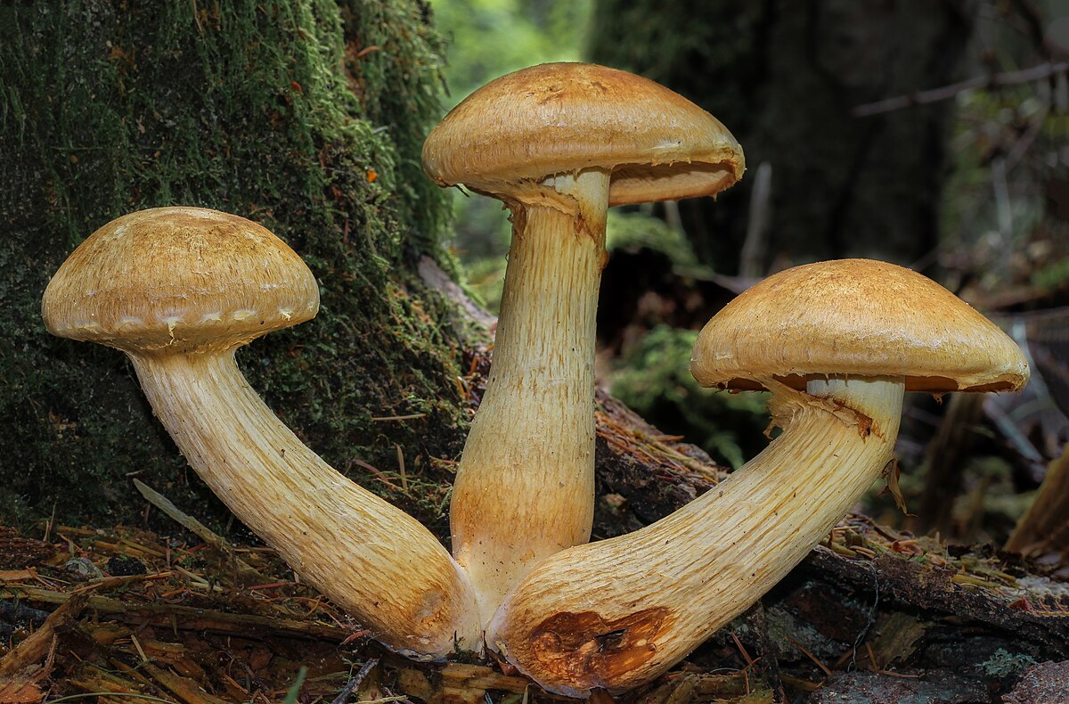 Green-Staining Gymnopilus (Gymnopilus viridans)