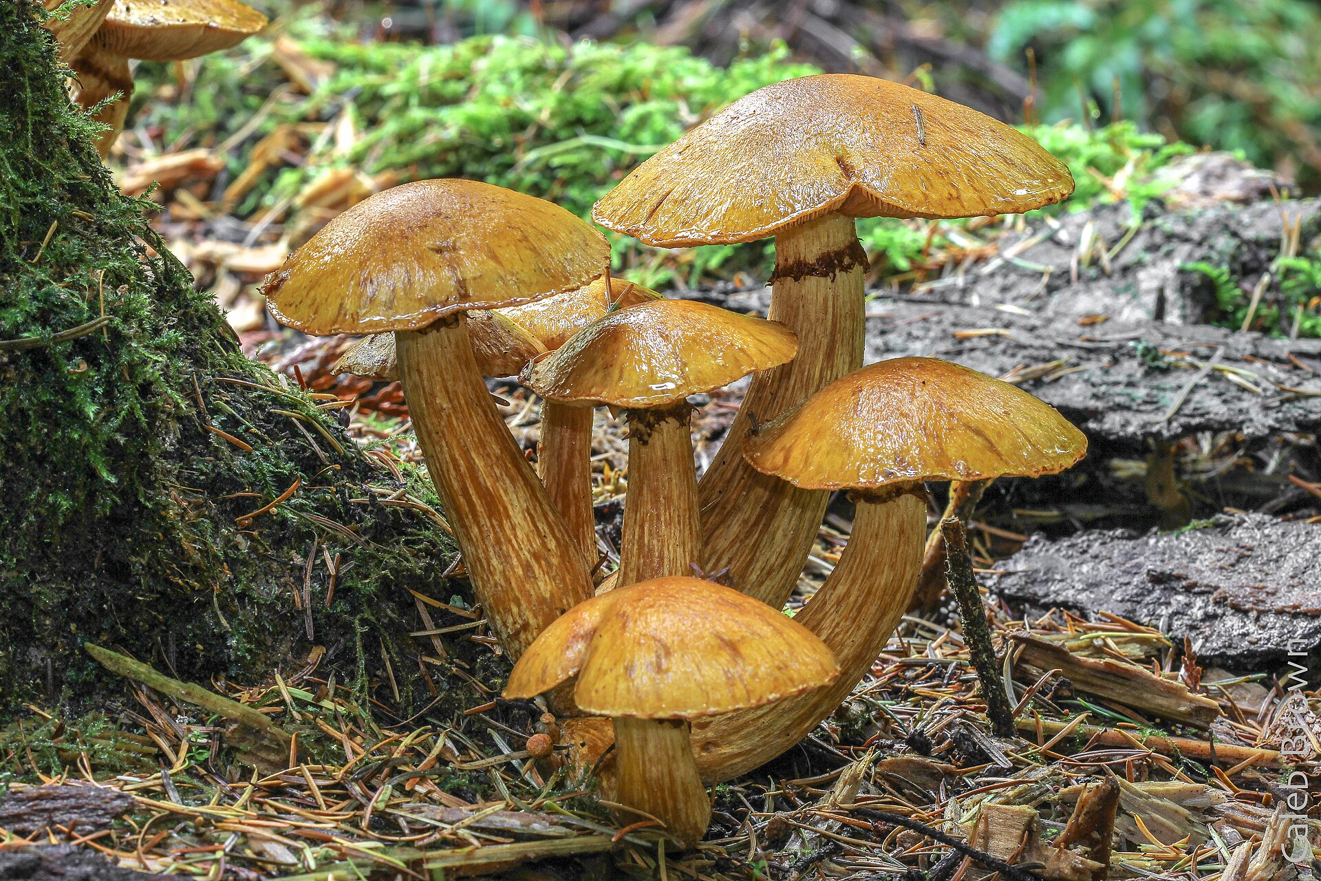 Close-up of Gymnopilus viridans cap showing fibrillose surface texture and tawny coloring
