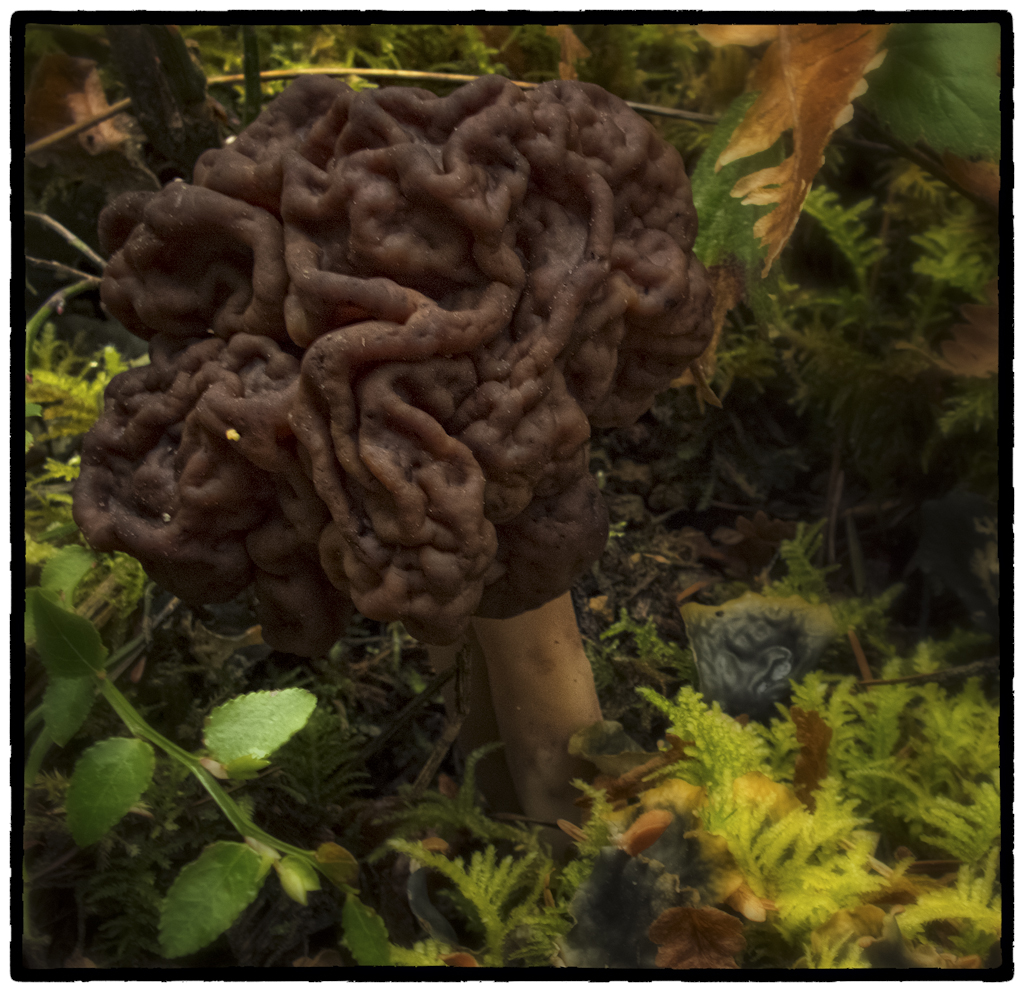 False Morel specimen near conifer debris showing reddish-brown convoluted cap