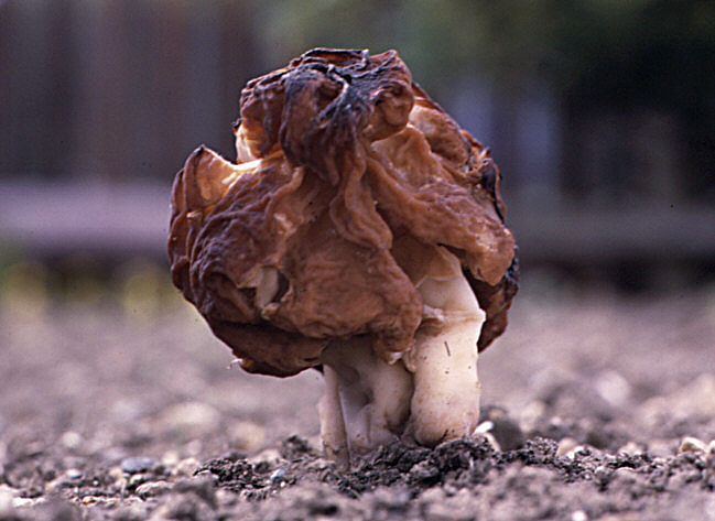 Gyromitra esculenta specimen in German forest showing dark brown wrinkled cap