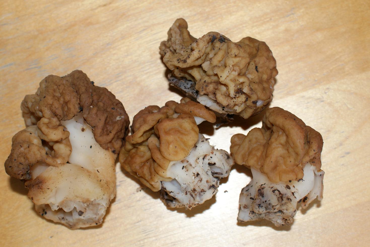 Snow Morel (Gyromitra gigas)