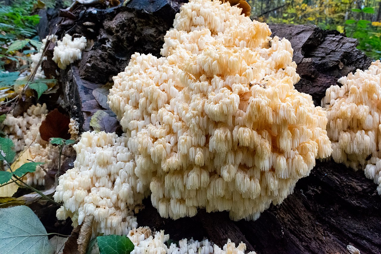 Coral Tooth Fungus (Hericium coralloides)