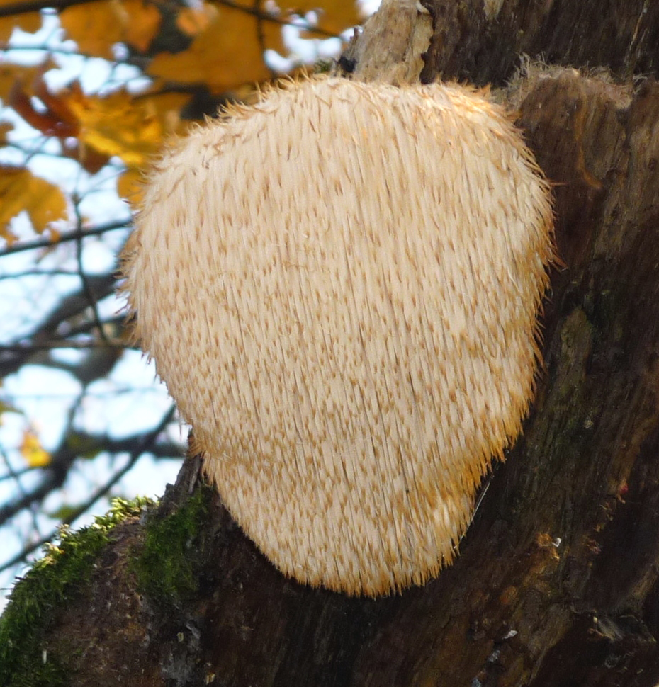 Lion's Mane (Hericium erinaceus)
