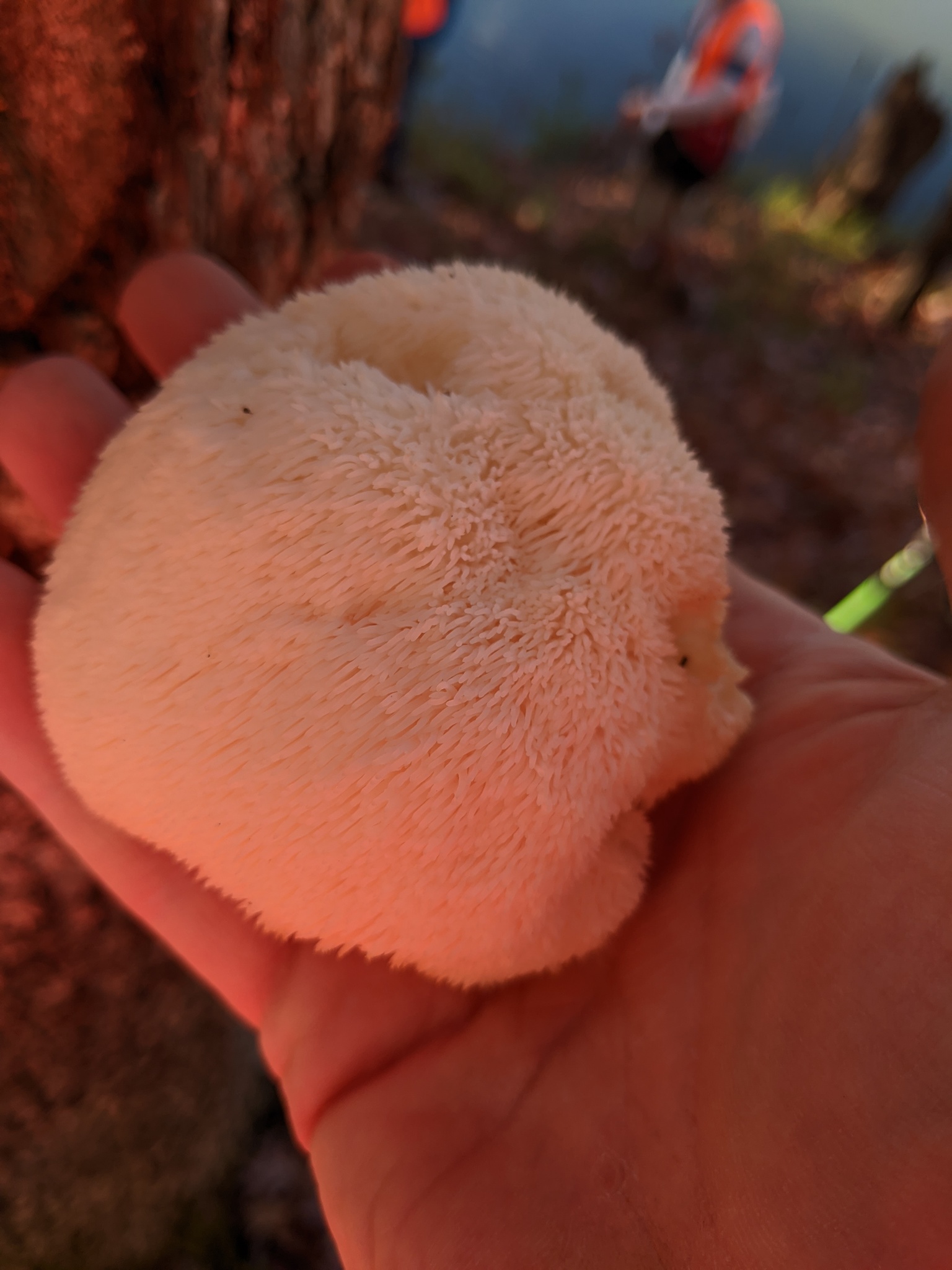 Wild Lion's Mane specimen on hardwood log showing characteristic shaggy appearance