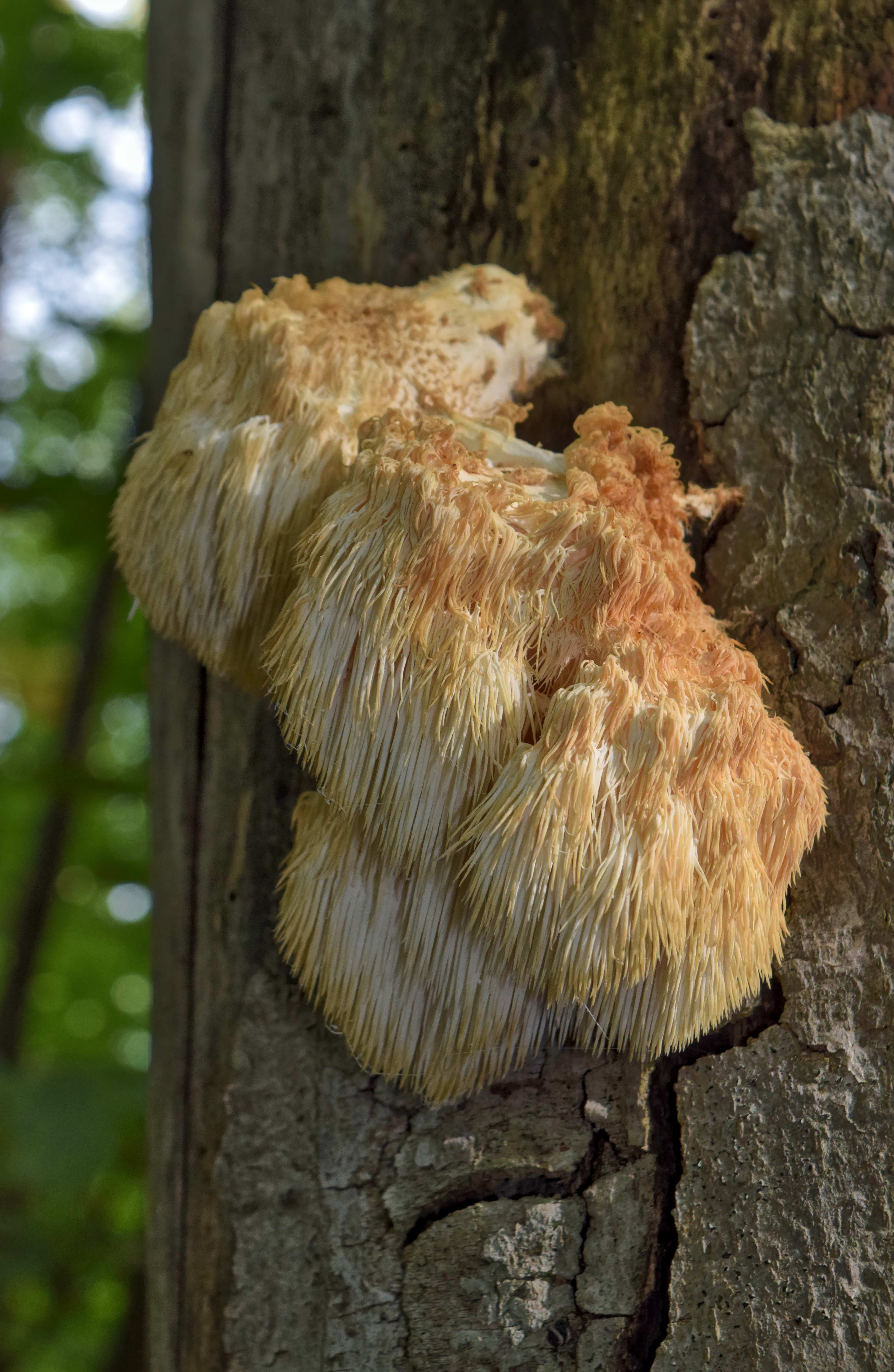 Bear's Head Tooth (Hericium americanum)