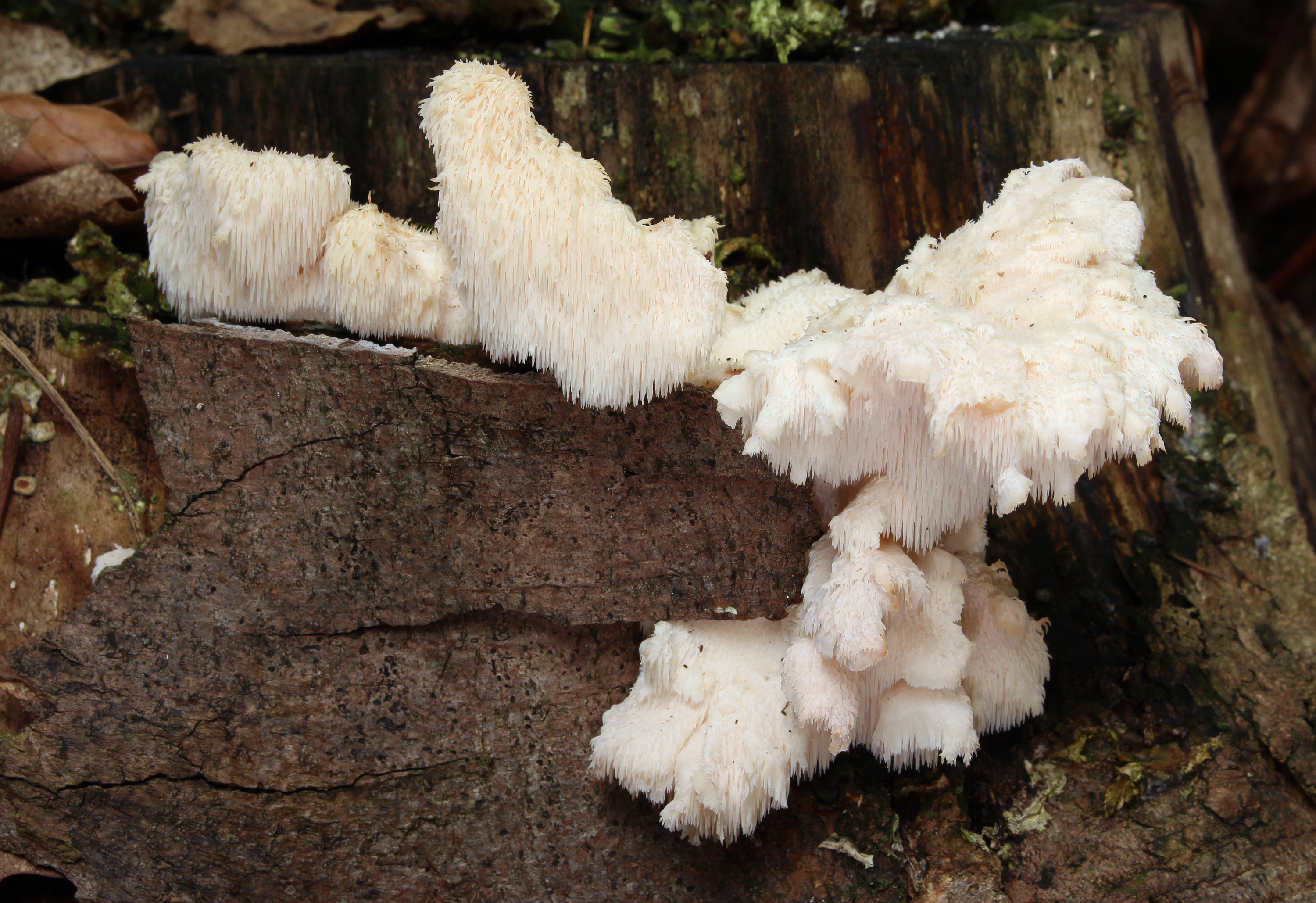 Tiered Tooth (Hericium cirrhatum)
