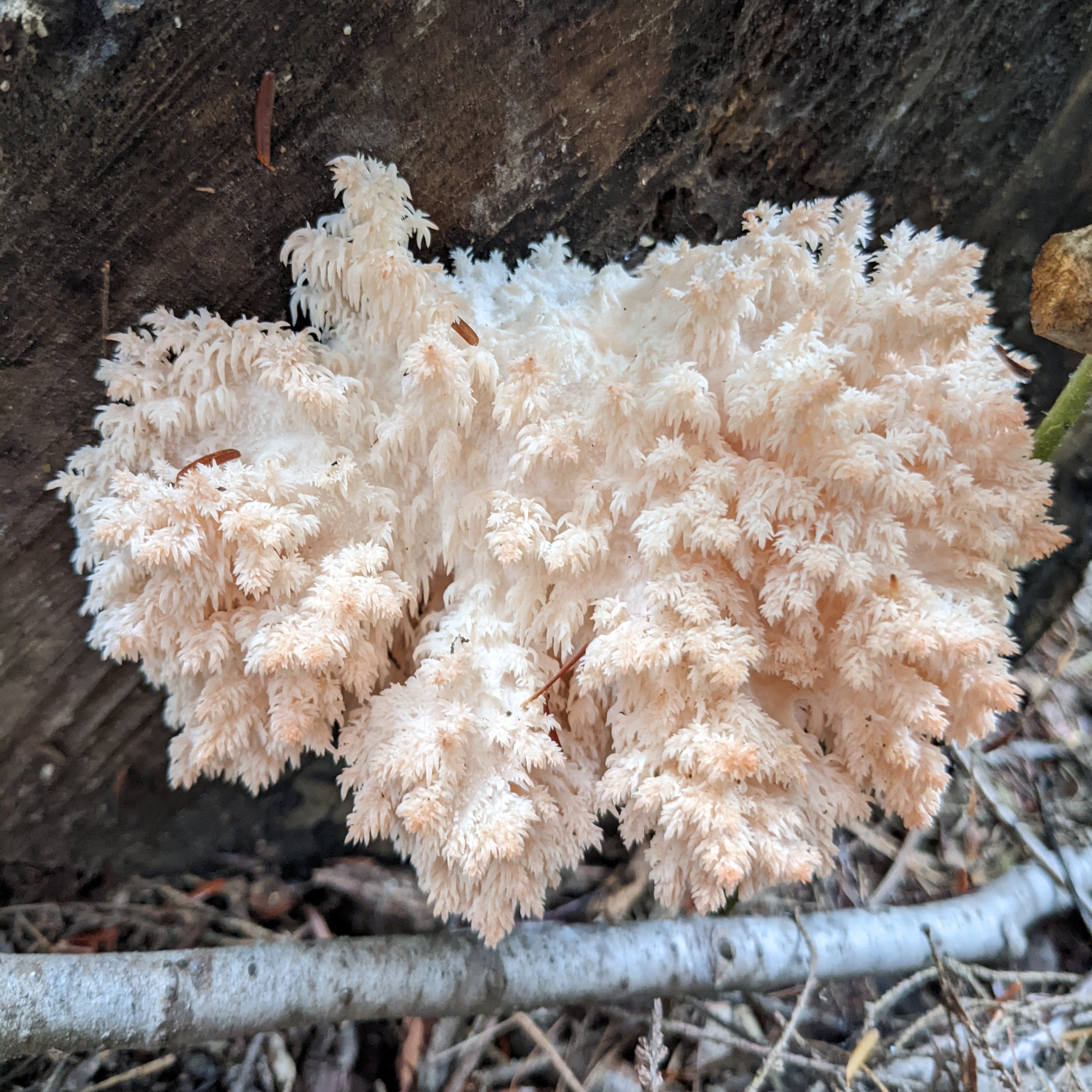 Coral Tooth (Hericium coralloides)