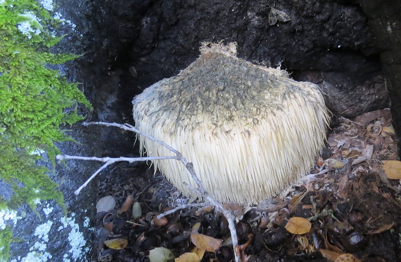 Lion's Mane gills detail
