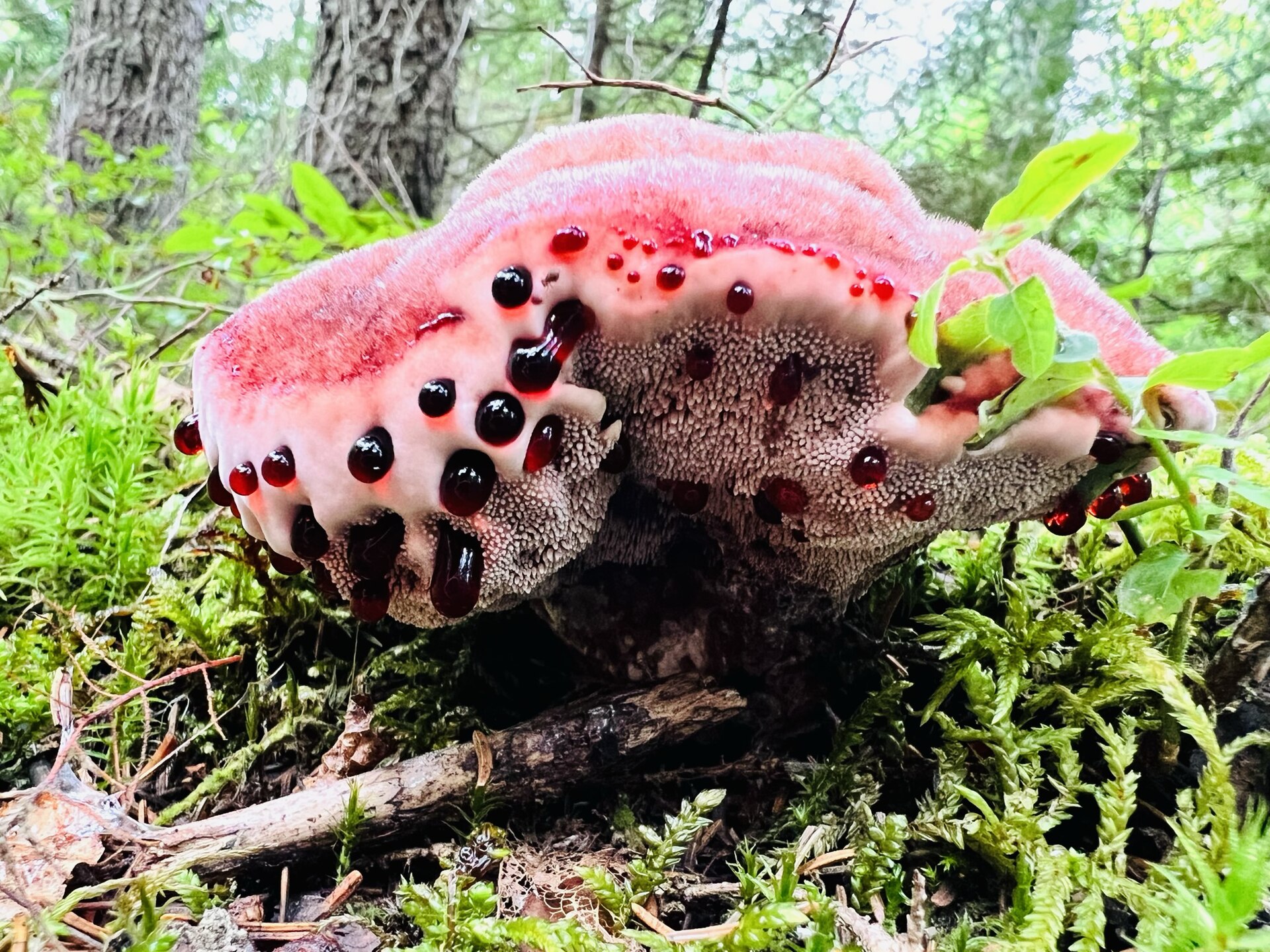 Bleeding Tooth Fungus (Hydnellum peckii)