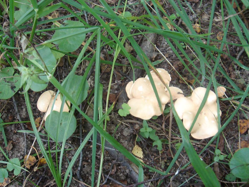 Hedgehog Mushroom cluster showing cream-colored caps from above