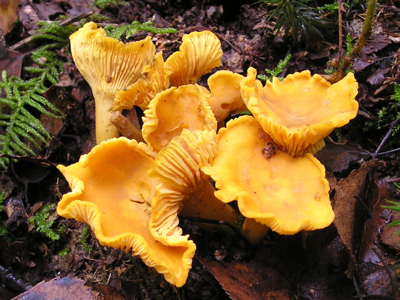 Golden Chanterelle (Cantharellus cibarius)