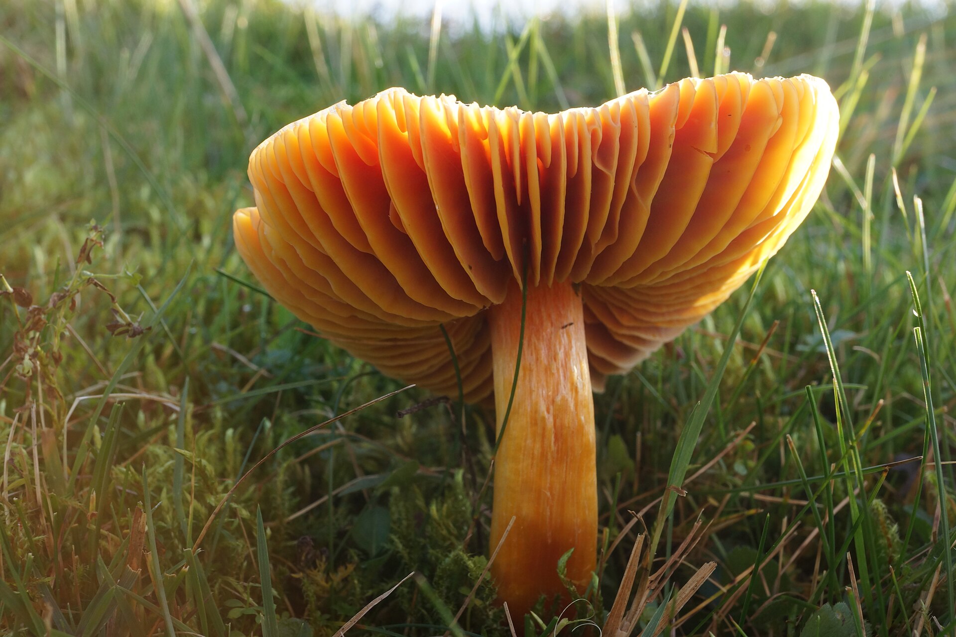 Scarlet Waxcap (Hygrocybe coccinea)