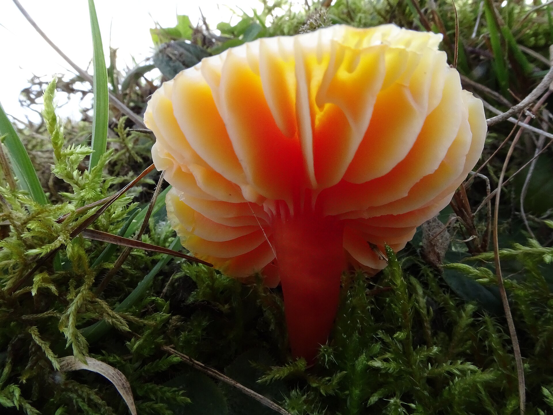 Scarlet Waxcap (Hygrocybe coccinea) wild specimen