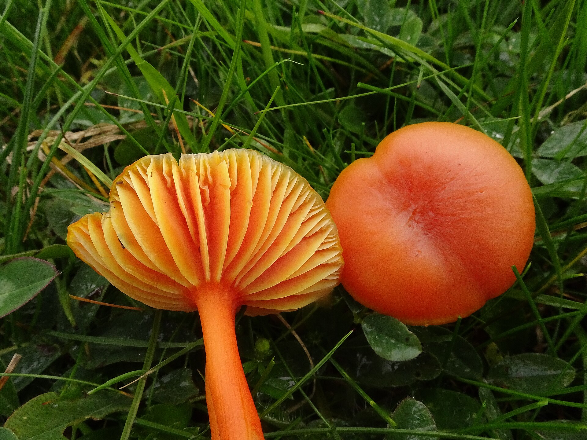 Scarlet Waxcap (Hygrocybe coccinea) wild specimen