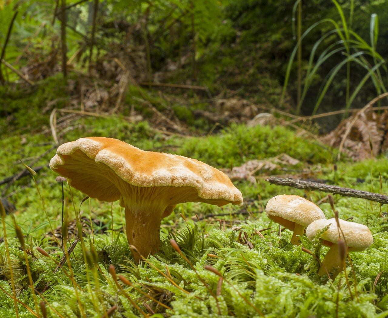 False Chanterelle (Hygrophoropsis aurantiaca)