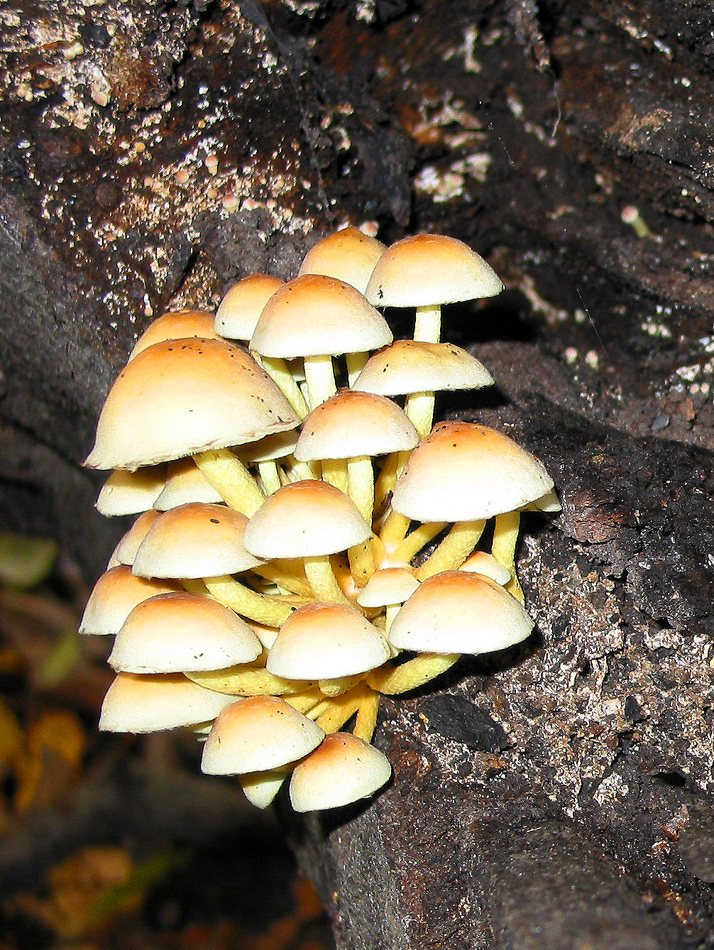 Sulphur Tuft (Hypholoma fasciculare) wild specimen