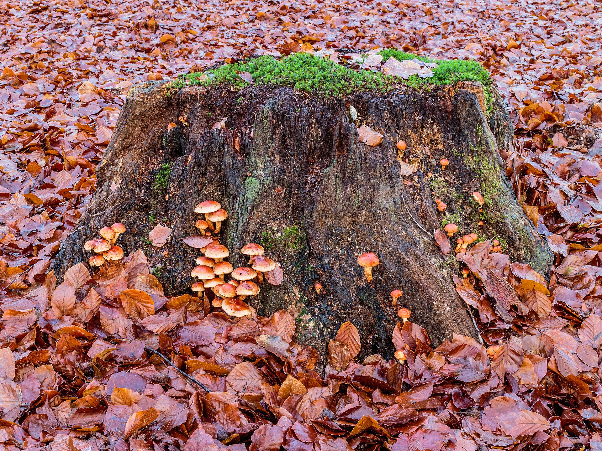 Dense cluster of Hypholoma lateritium Brick Cap mushrooms with brick-red caps growing on a hardwood stump