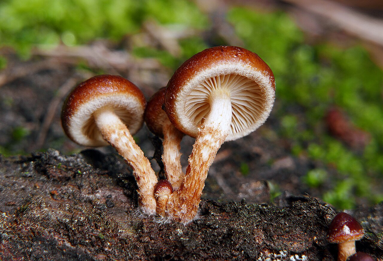 Brick Cap (Hypholoma lateritium)