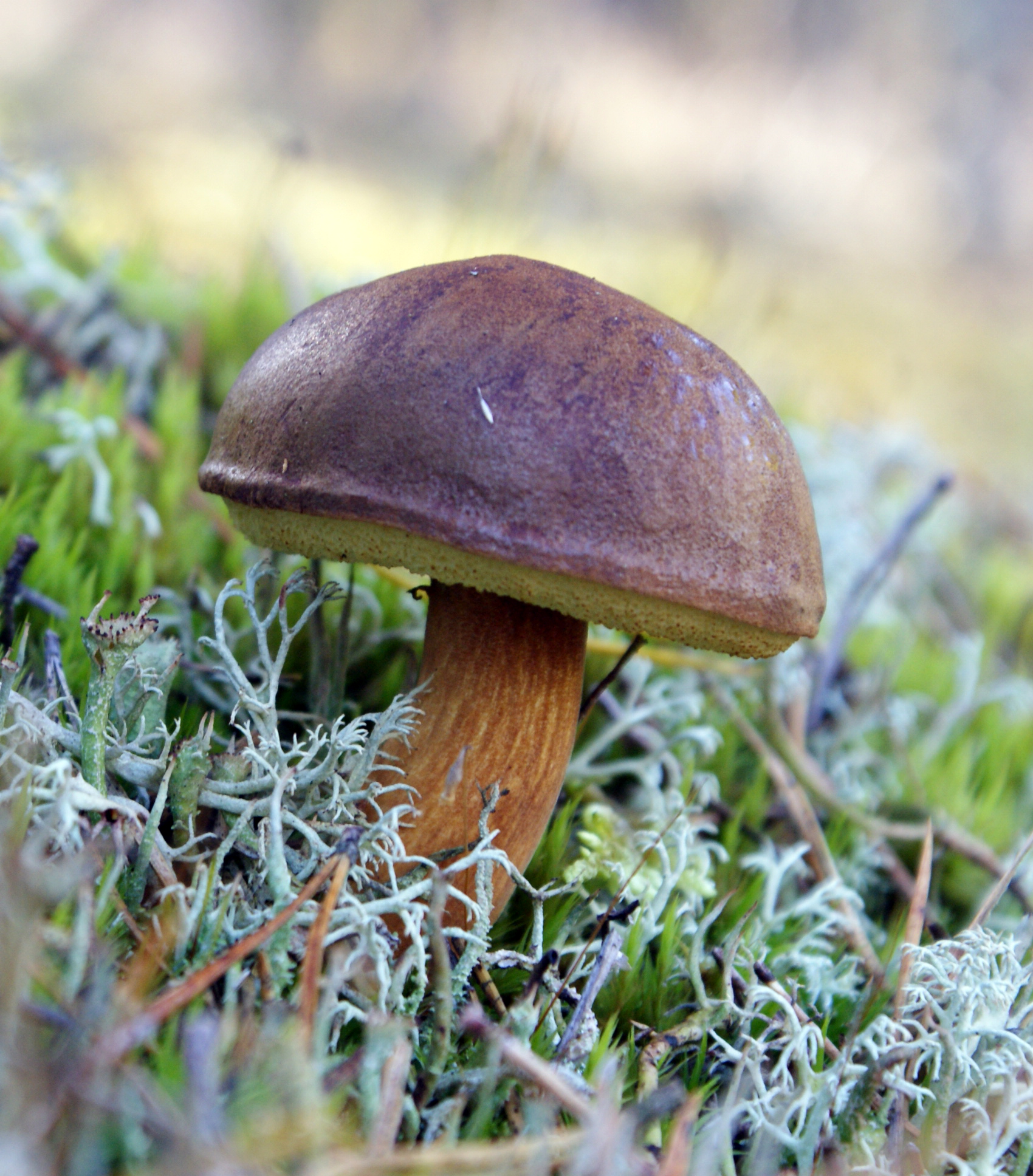 Bay Bolete (Imleria badia)