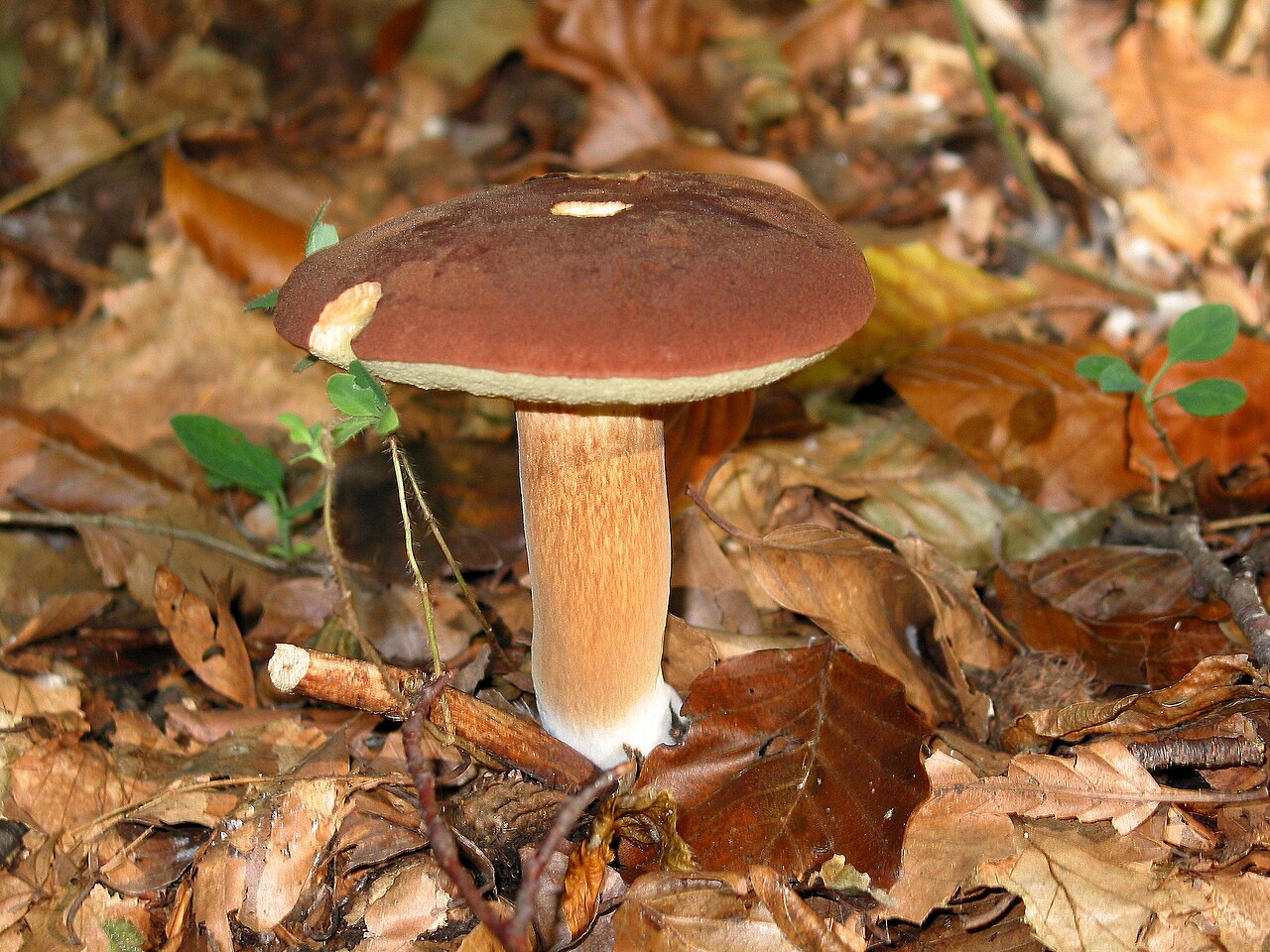 Bay Bolete showing yellow pore surface underneath the cap with blue-green bruising where pressed