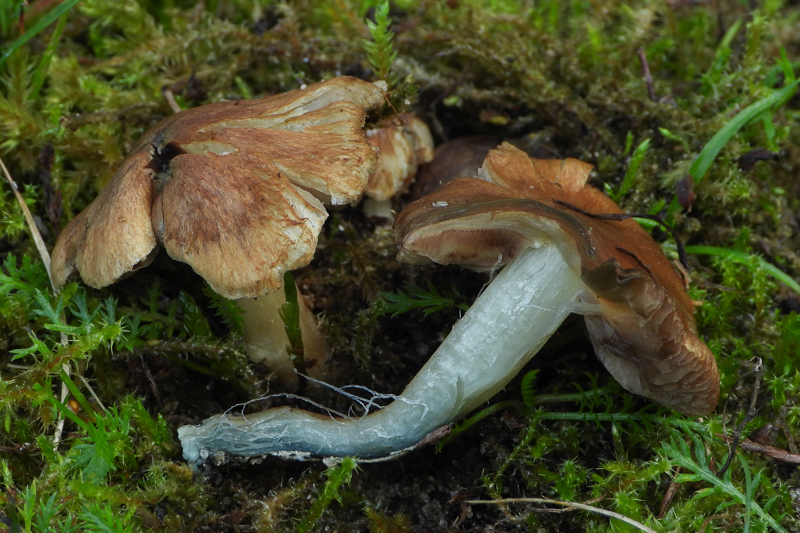 Green-Staining Inocybe (Inocybe aeruginascens)