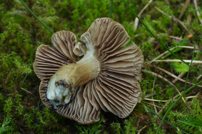 Green-Staining Inocybe (Inocybe aeruginascens) wild specimen