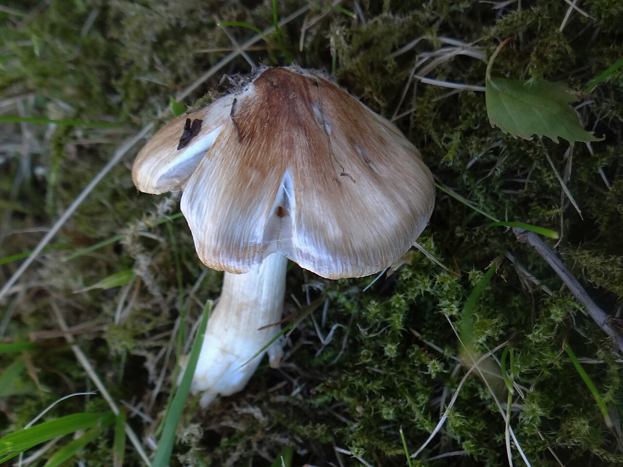 Deadly Fibrecap (Inocybe erubescens)
