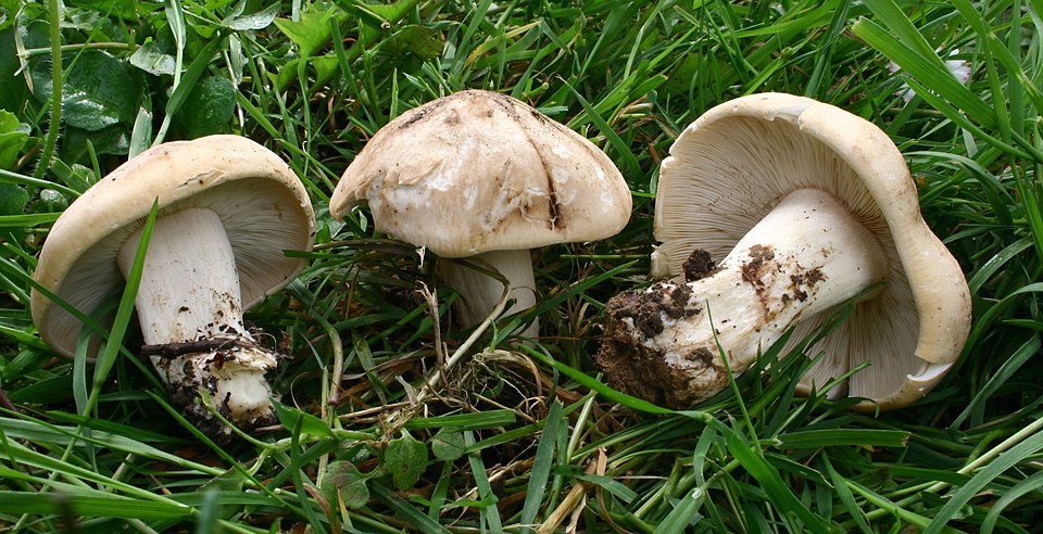 St. George's Mushroom (Calocybe gambosa)