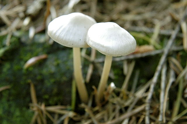 White Fibrecap (Inocybe geophylla)