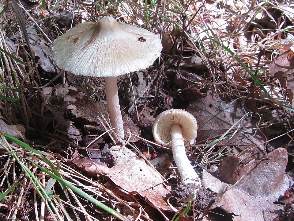 Torn Fibrecap (Inocybe rimosa)