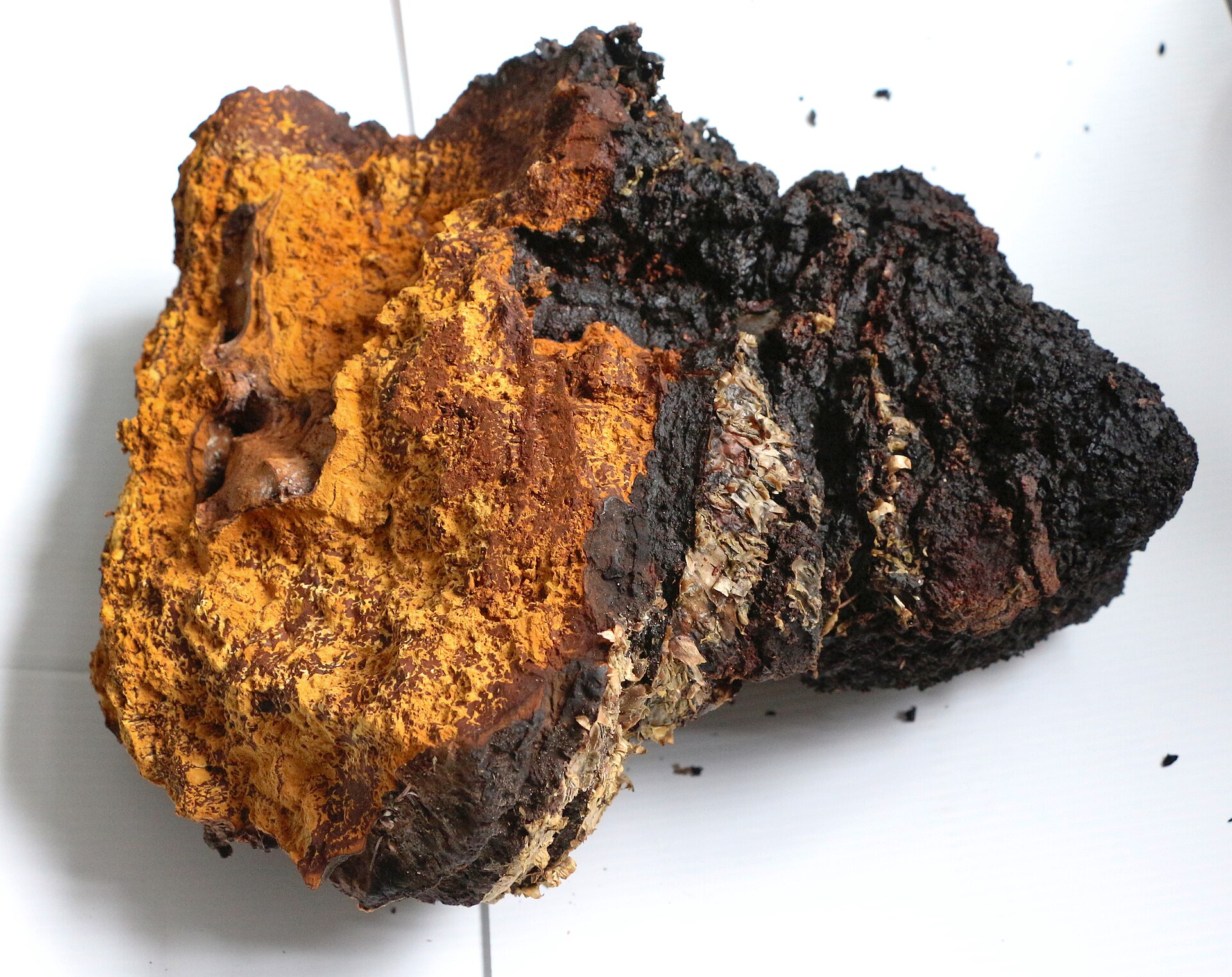 Chaga (Inonotus obliquus)