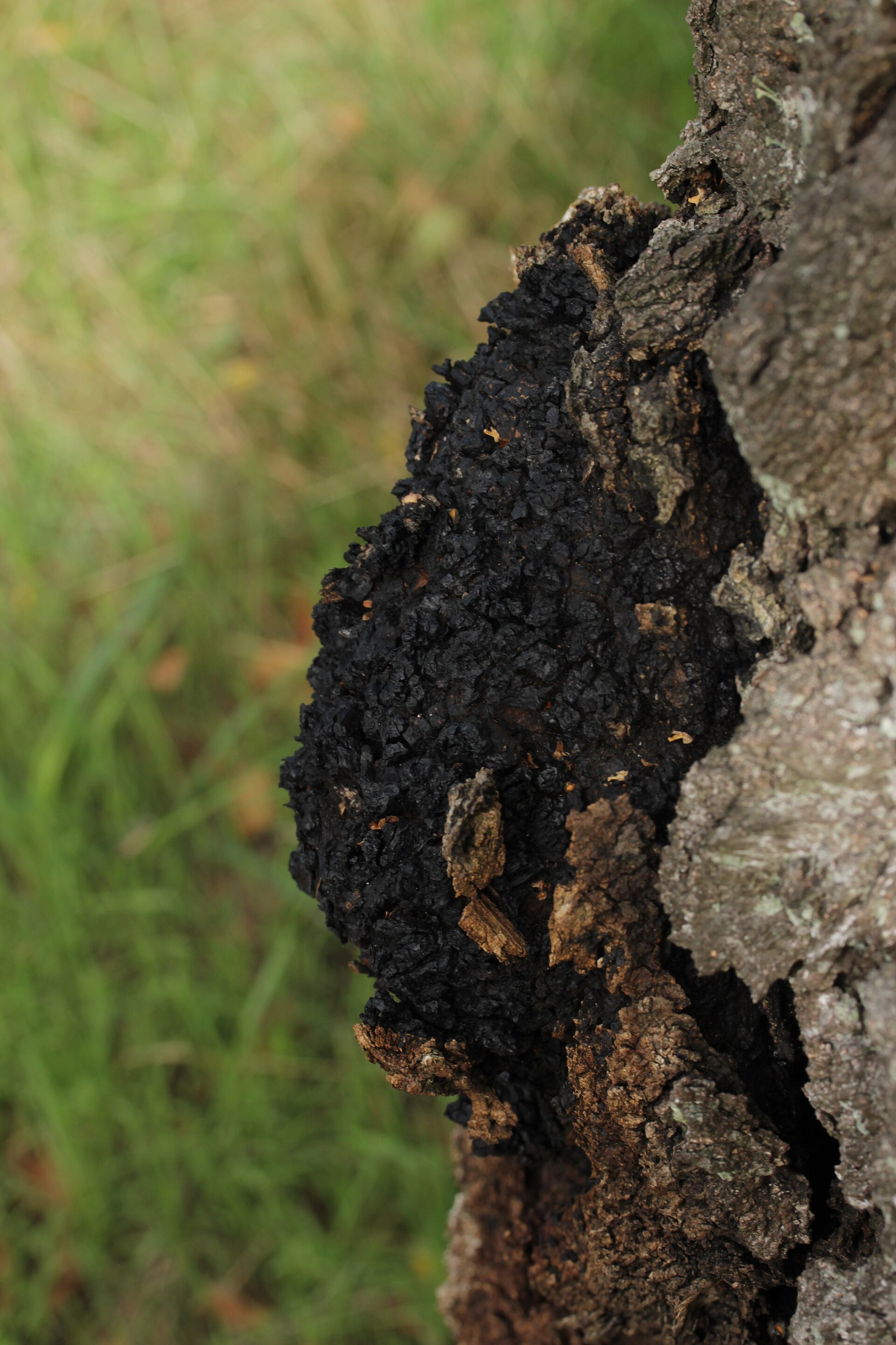 Chaga (Inonotus obliquus) wild specimen
