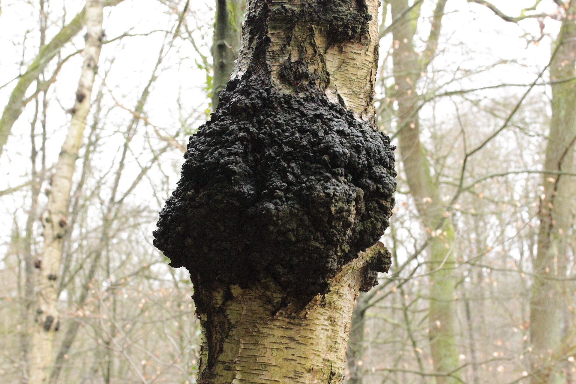 Chaga (Inonotus obliquus) wild specimen
