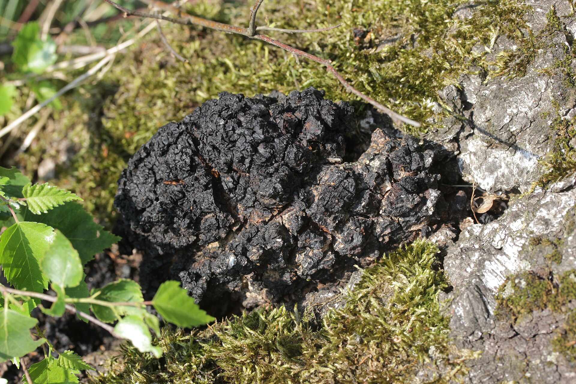 Chaga (Inonotus obliquus) wild specimen
