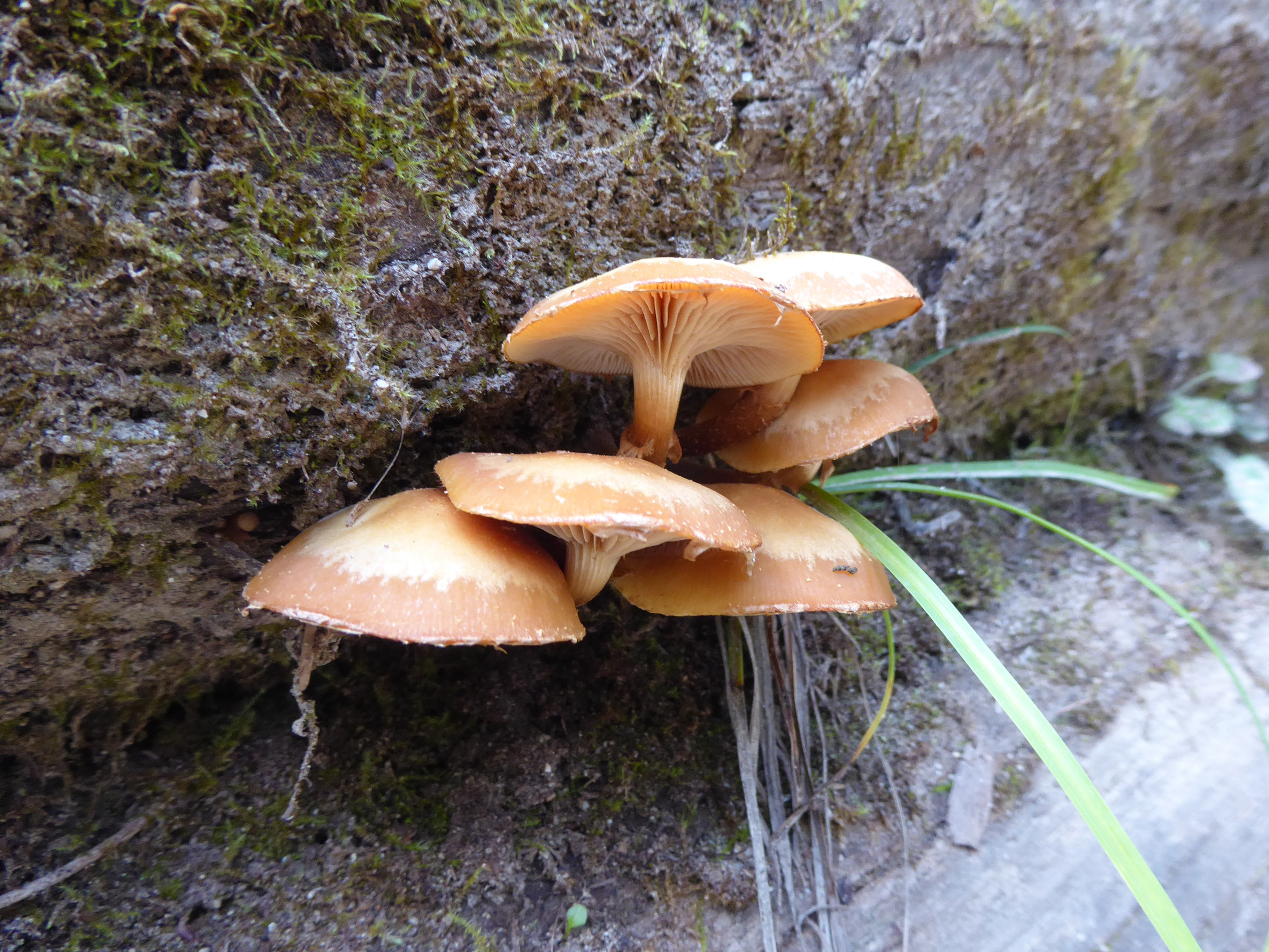 Sheathed Woodtuft (Kuehneromyces mutabilis)