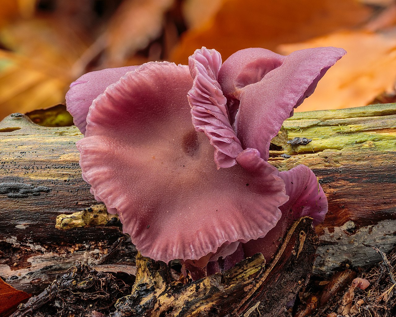 Amethyst Deceiver mushroom growing among autumn leaves in Dutch forest