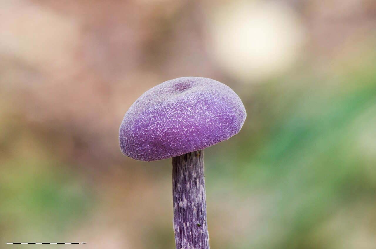 Group of Amethyst Deceiver mushrooms showing characteristic purple color and widely spaced gills