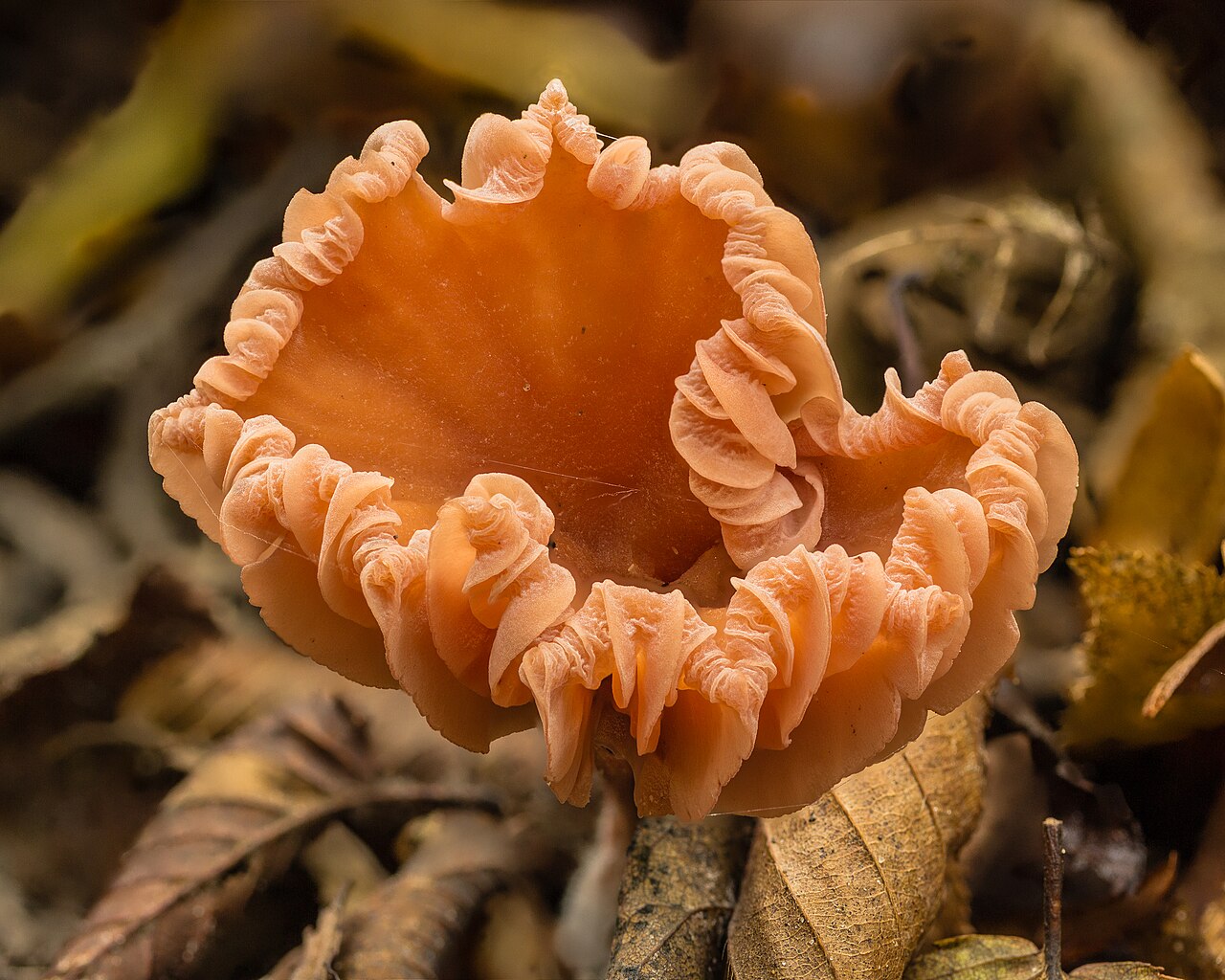 Group of Laccaria laccata showing color variation from wet to dry specimens