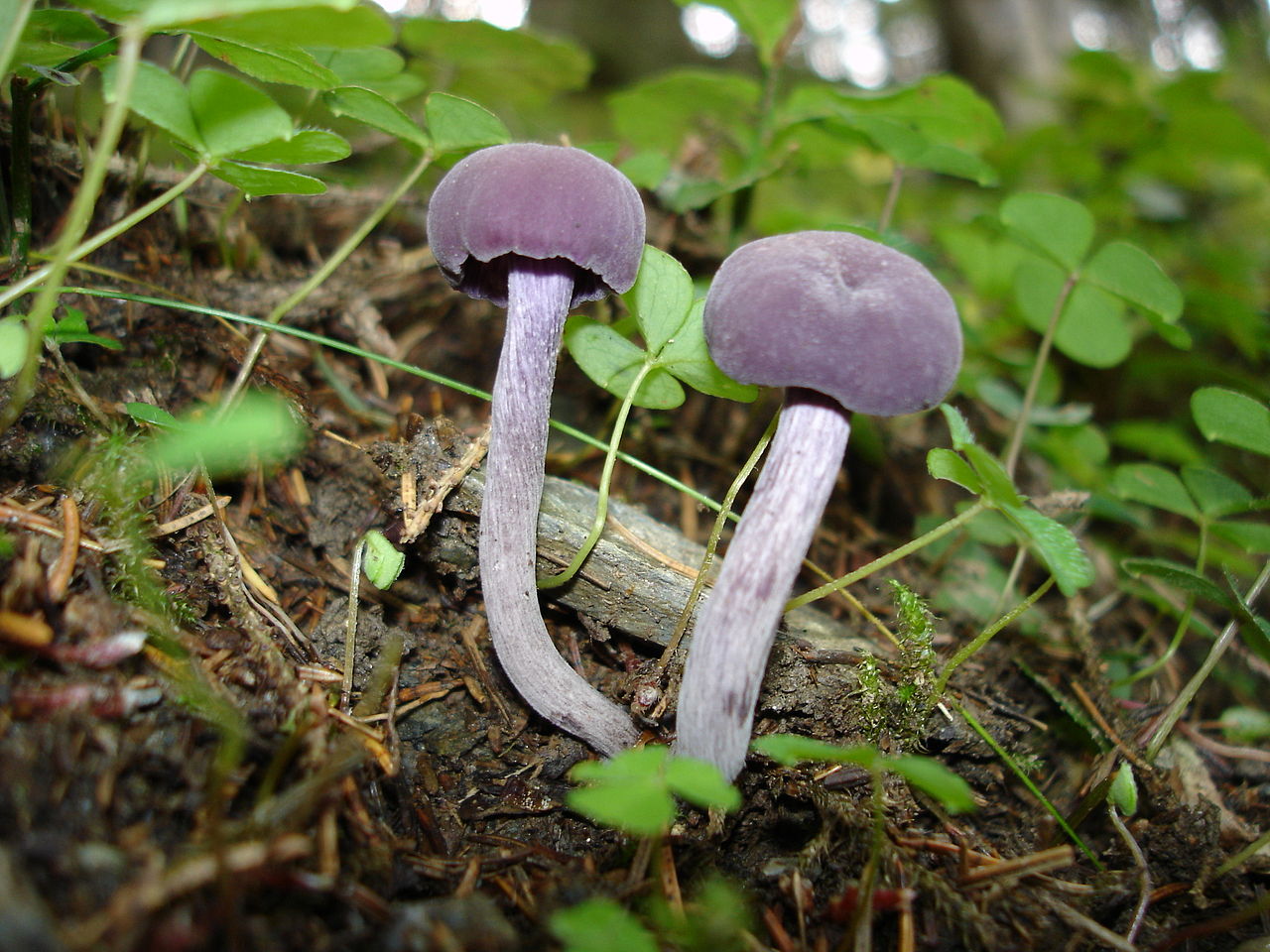 Dried-out Laccaria laccata specimen showing pale buff coloration