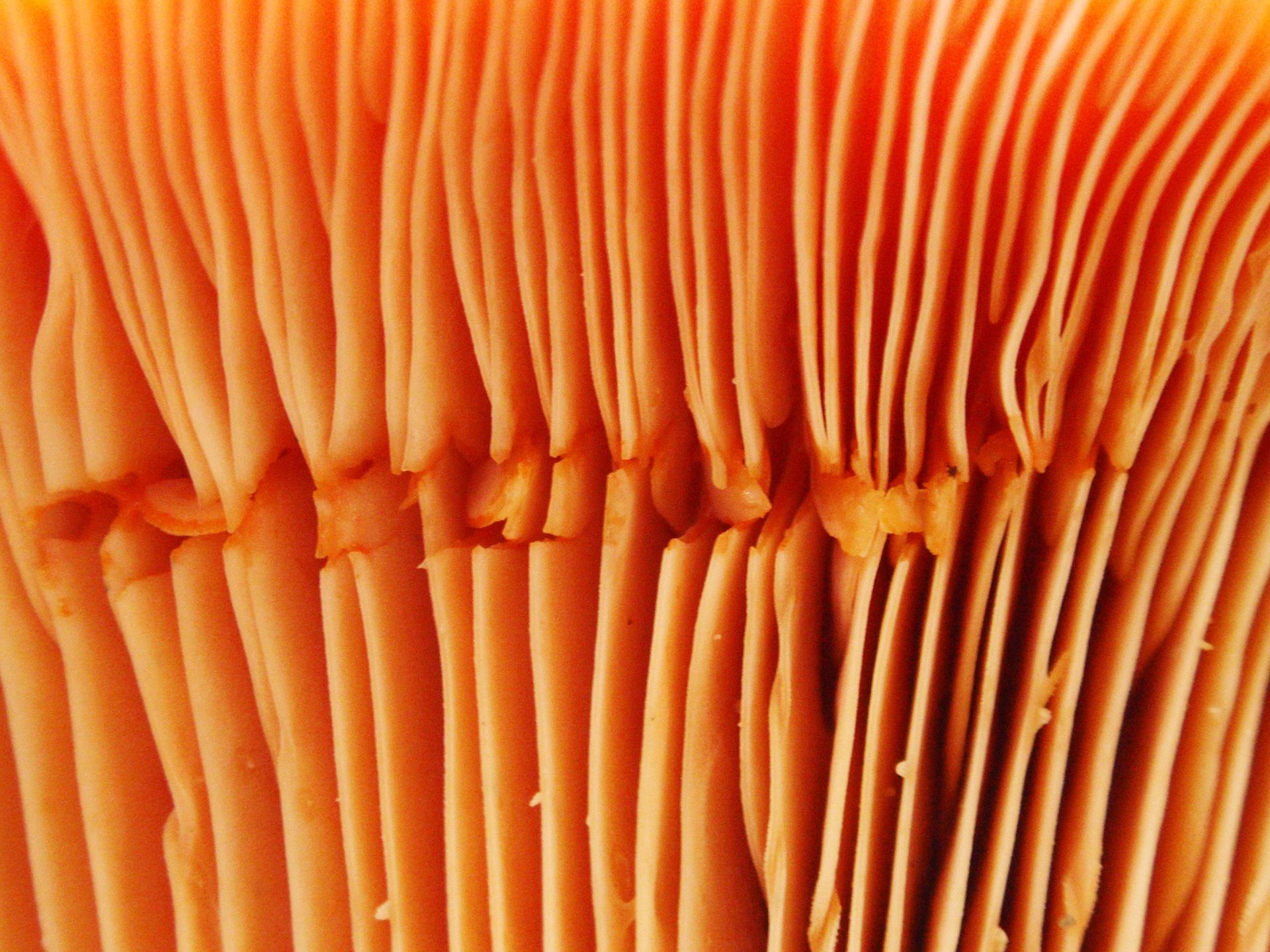 Saffron Milk Cap underside showing gill structure
