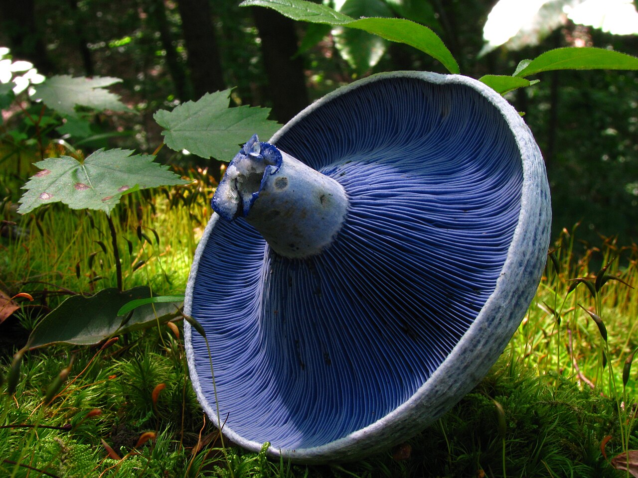 Lactarius indigo mushroom showing indigo blue cap and gills from above