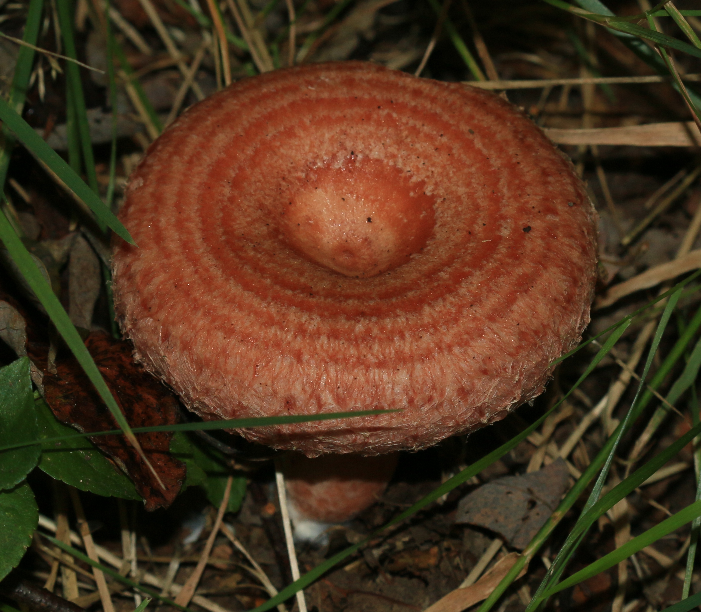 Woolly Milk Cap (Lactarius torminosus)
