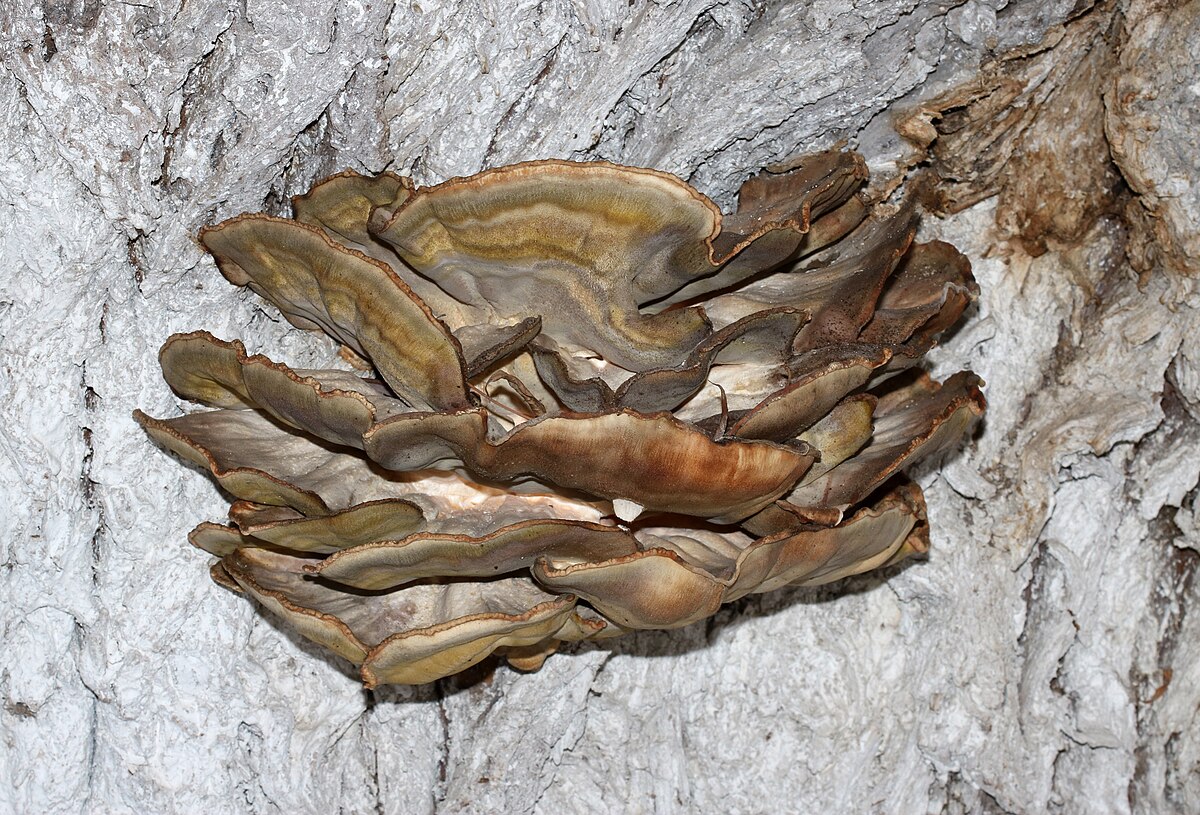Chicken of the Woods (Laetiporus sulphureus)