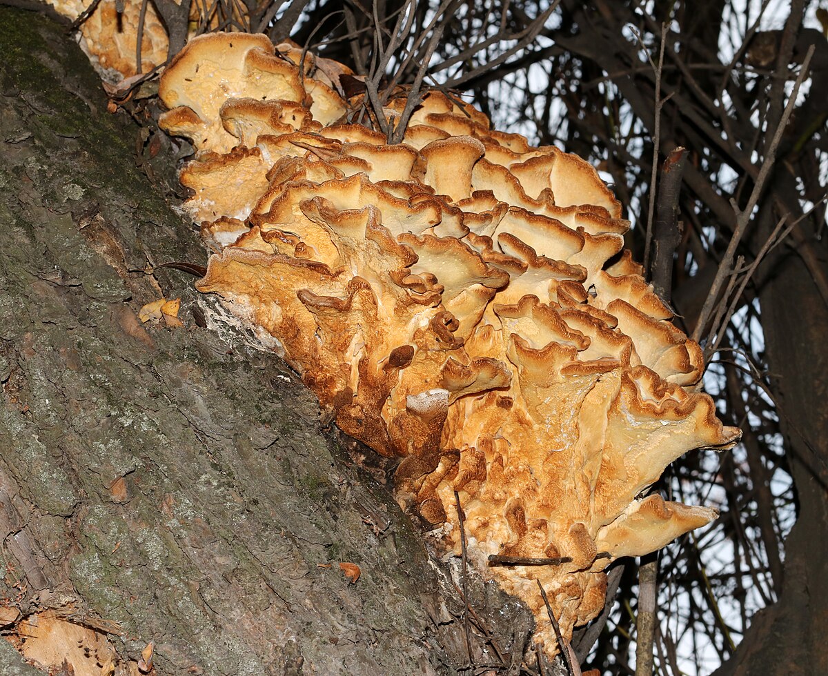 Young Chicken of the Woods specimen with vibrant orange surface and yellow edges