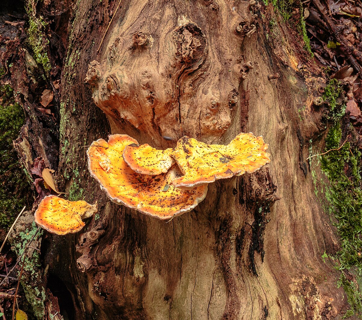 Multiple overlapping Chicken of the Woods shelves in a Dutch forest
