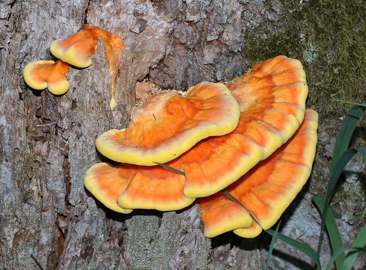 Close-up of Chicken of the Woods showing suede-like orange cap surface