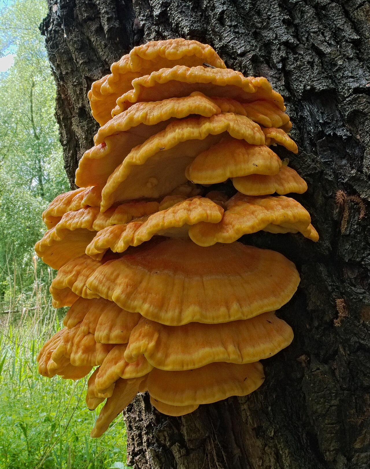 Pristine stacked orange Chicken of the Woods shelves on tree trunk