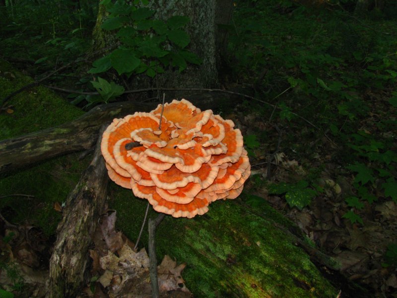 White-pored Chicken of the Woods (Laetiporus cincinnatus)